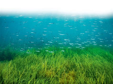 The Seagrass Meadows That Lie Beneath The Waters Of Britain Are One Of