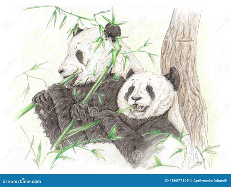Two Giant Panda Eating Bamboo Stock Image Image Of Forest Nature