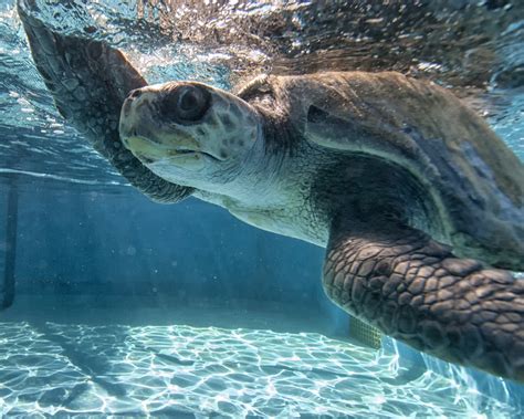 Two More Rescued Turtles Arrived At SeaWorld Florida Parks