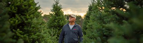Pick The Perfect Christmas Tree Ct Grown