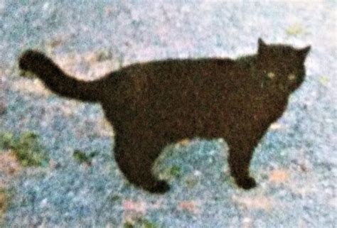 Missing Black Cat In Killowen Area Of Millstreet Millstreet Ie
