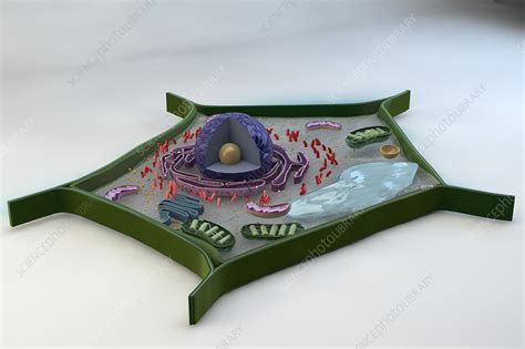 Plant Cell Illustration Stock Image C0390965 Science Photo Library