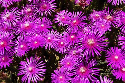 As Cold As Ice 7 Types Of Ice Plants Naturallist