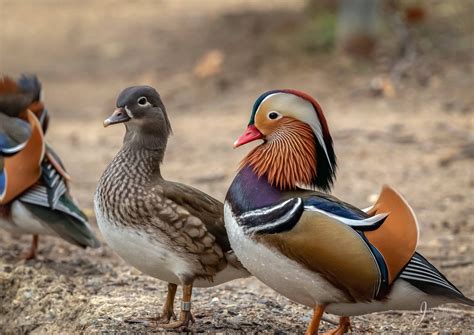 Photo Of Female And Male Mandarin Ducks By Jay Spring In Irvine