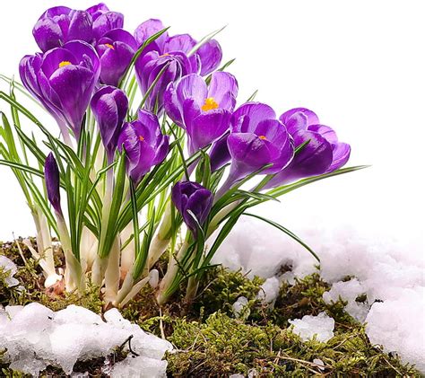 Spring Crocuses Purple Snow Hd Wallpaper Peakpx