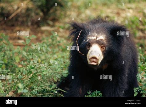 Himalayan Black Bear Stock Photo Alamy