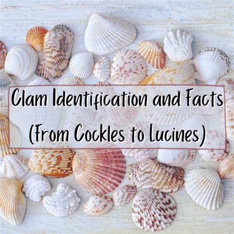 Clam Identification And Facts From Cockles To Lucines Owlcation
