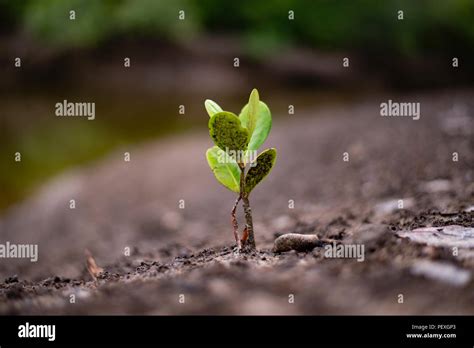 Seedling Mangrove Forest Grow Beside The River Stock Photo Alamy