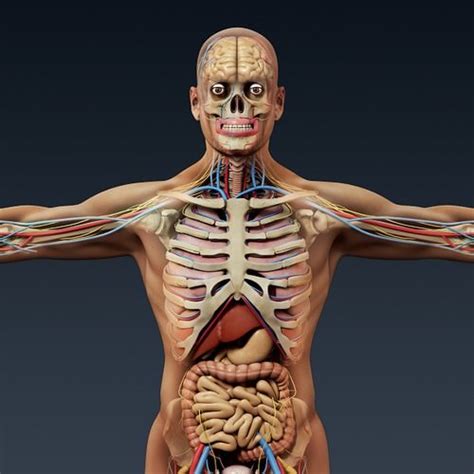Human Male Anatomy Body Skeleton And Int 3d Model Max Obj 3ds Fbx