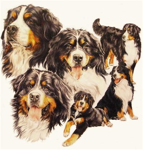 Berner Sennenhund Montage Drawing By Barbara Keith Fine Art America