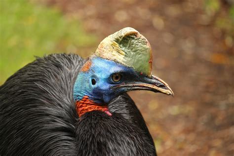 Papua New Guinea Famous Animal Tarsha Barrios