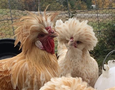 Buff Laced Polish Are Very Rare Breed Of Chickens