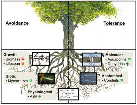 29 Oak Tree Root System Diagram Wiring Diagram List