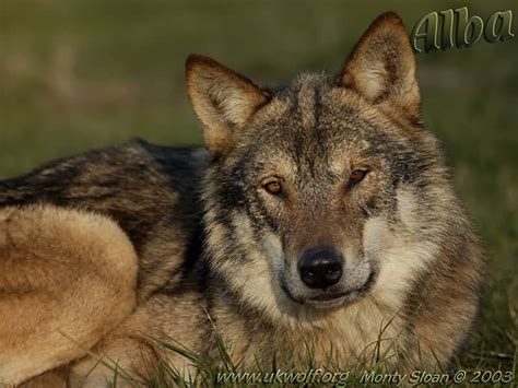 Wolf Images The Anubians Wolf Pack Photo 18698342 Fanpop