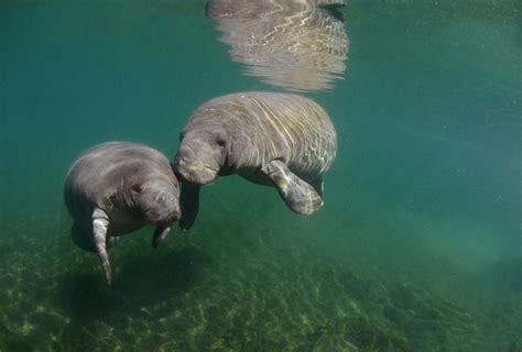 20 fun facts about manatees