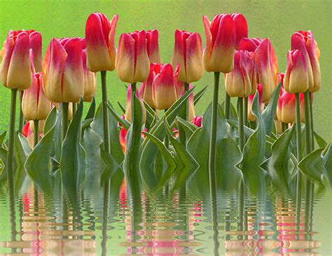 Tulips Spring Easter Free Photo On Pixabay Pixabay