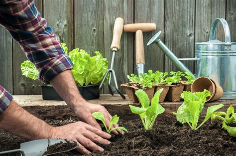Start A Garden From Scratch And Grow Your Own Food