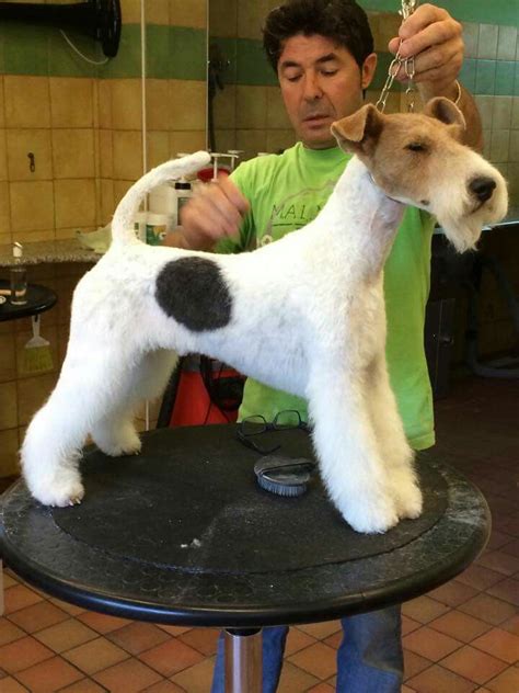 Grooming Fox Wire Fox Terrier Dog Grooming Toy Fox Terriers