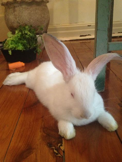 Check spelling or type a new query. "Thor" the New Zealand White Rabbit. Photo by Jeremy Black ...