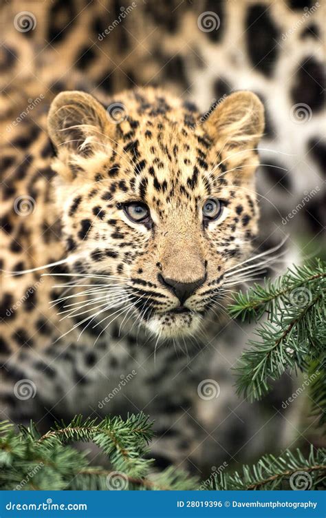 Amur Leopard Cub Stock Photo Image Of Wildlife Carnivore 28019396