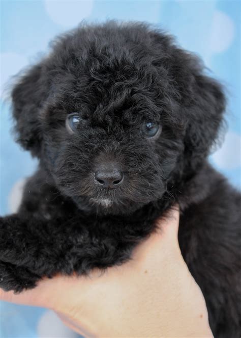 A true blue can be identified by 8 weeks of age, there will be a faint but noticeable difference between the muzzle hair and the topknot color. Black Poodle Puppies in Davie Florida | Teacups, Puppies & Boutique