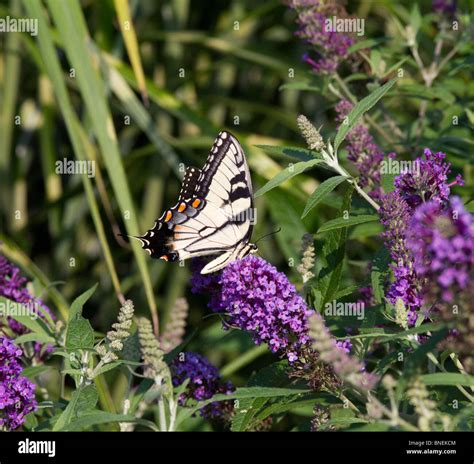 An Eastern Tiger Swallowtail Papilio Glaucus Butterfly Feeding On A