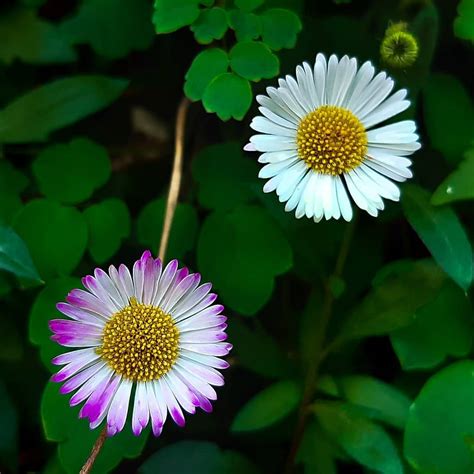 Daisy flower meaning • Origins • Symbolism and other interesting facts