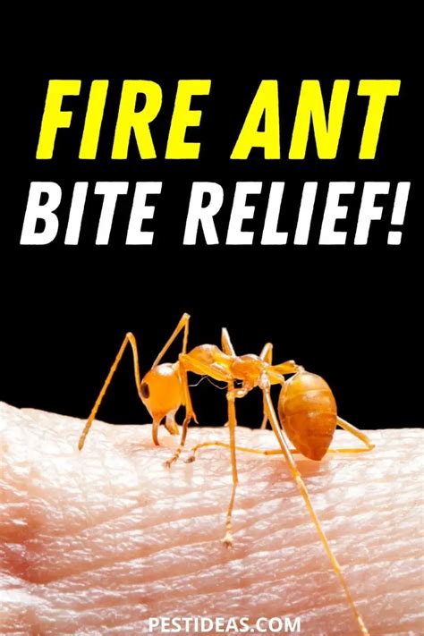Treat Fire Ant Bites No More Itch
