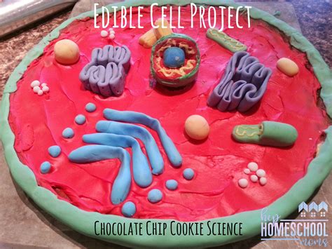 Edible Cell Project Chocolate Chip Cookie Science Hip