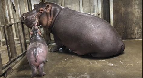 Fiona The Hippo And Her Mom Finally Met And Its Too Cute