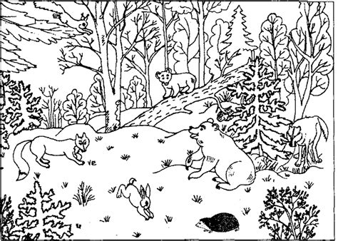 Woodland Forest Animals Coloring Pages