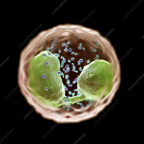 Eosinophil Cell Artwork Stock Image C0206454 Science Photo Library