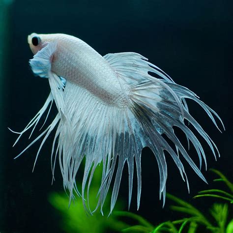 A white betta fish maybe look a bit plain when compared with other betta color variations. Platinum White Crowntail Betta | Betta, Betta fish care ...