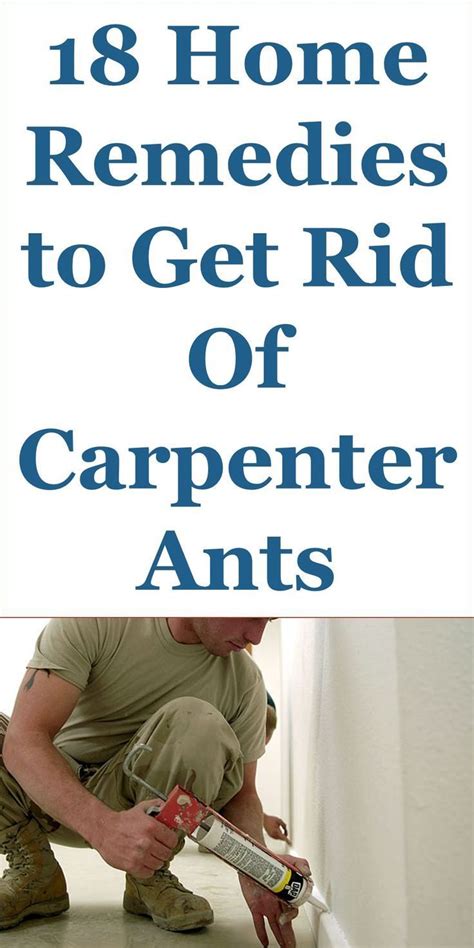 18 Quality Home Remedies To Get Rid Of Carpenter Ants Kill Carpenter