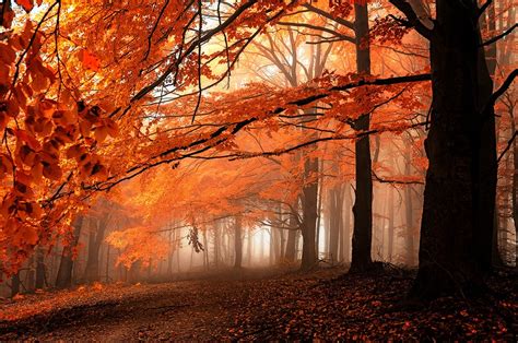 Fall Path Mist Leaves Forest Orange Trees Nature Landscape
