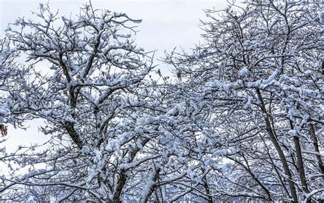 Tree Branches Covered With Rising Snow Stock Photo Image Of Macro