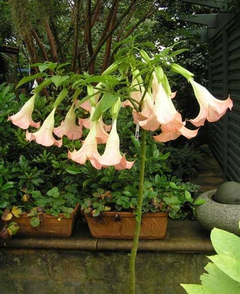 Pink Champagne Brugmansia Growers International