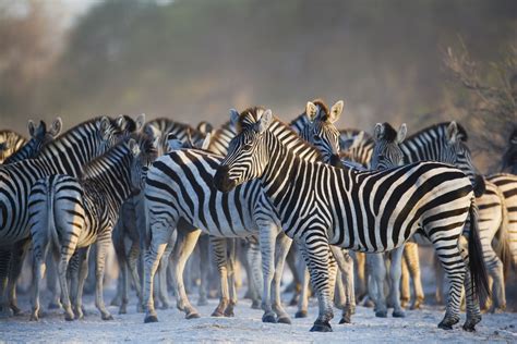 10 Animals Of Africa