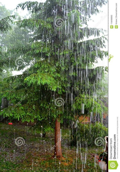 Rain In The Garden In Summer In A Rainy Day Stock Image Image Of