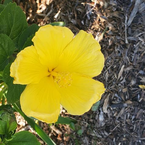 Yellow Hibiscus Flower Free Stock Photo Public Domain Pictures