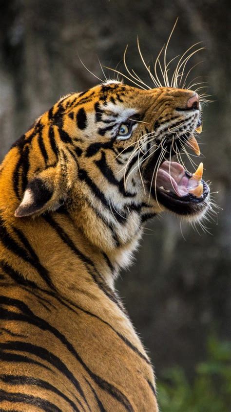Roaring Tiger Angry Animals Pet Tiger Tiger Photography