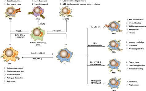 Frontiers Macrophage Polarization And Its Role In Liver Disease