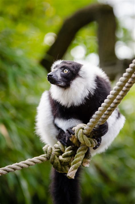 Free Images Nature Branch Wildlife Mammal Fauna Primate Gibbon