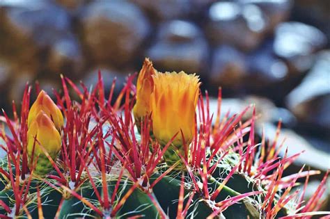 cactus à fleur le guide complet pour réussir sa floraison
