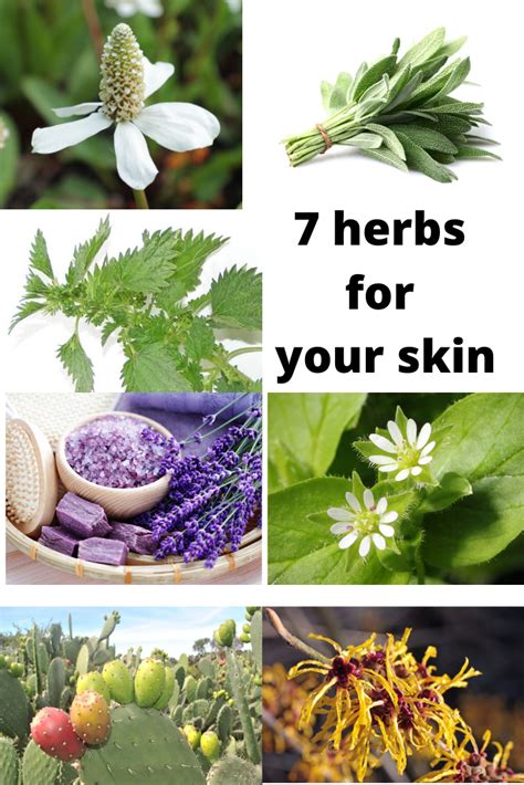 7 herbs for skin and how to heal skin conditions skin healing skin conditions herbs