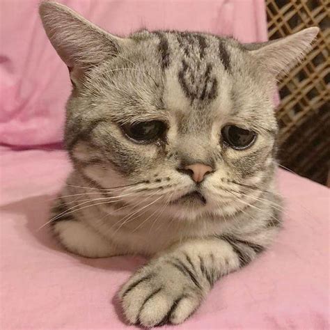 Pictures Of Sad Cats Photos Cliparts Images Of Cats In Sadness