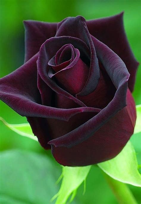 Black Rose Flower Beautiful Rose Flowers Black Flowers Exotic