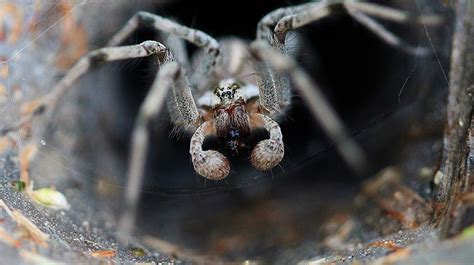 Toxic And Feared 7 Facts About The Sydney Funnel Web Spider