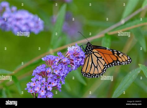 Monarch Butterfly Feeding On A Butterfly Bush Stock Photo Alamy