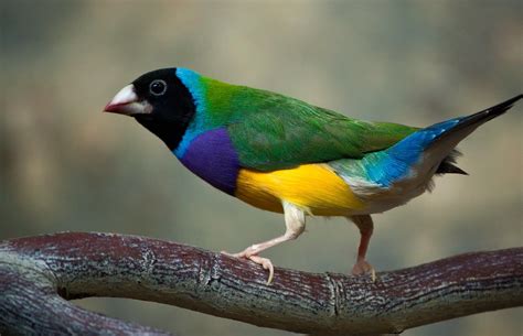 Most Beautiful Colorful Birds Photos Finches Bird Pet Birds Nature
